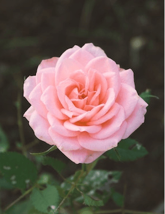 Isabella Calcano Mercedes Obituary