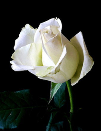 Robert Lee Black Obituary